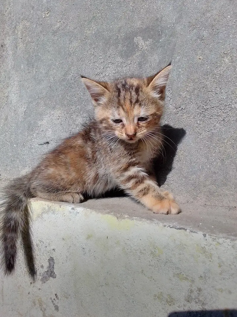 PERSIAN KITTENS DOUBLE COATED — photo 4