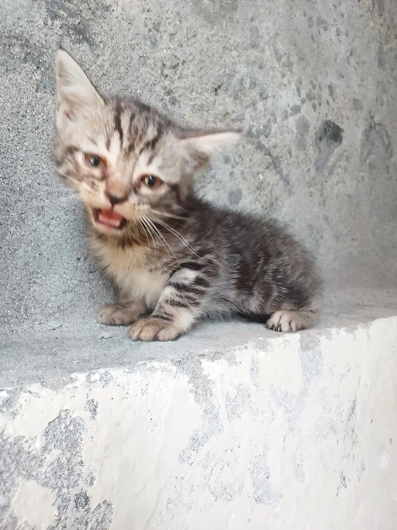 PERSIAN KITTENS DOUBLE COATED — photo 5