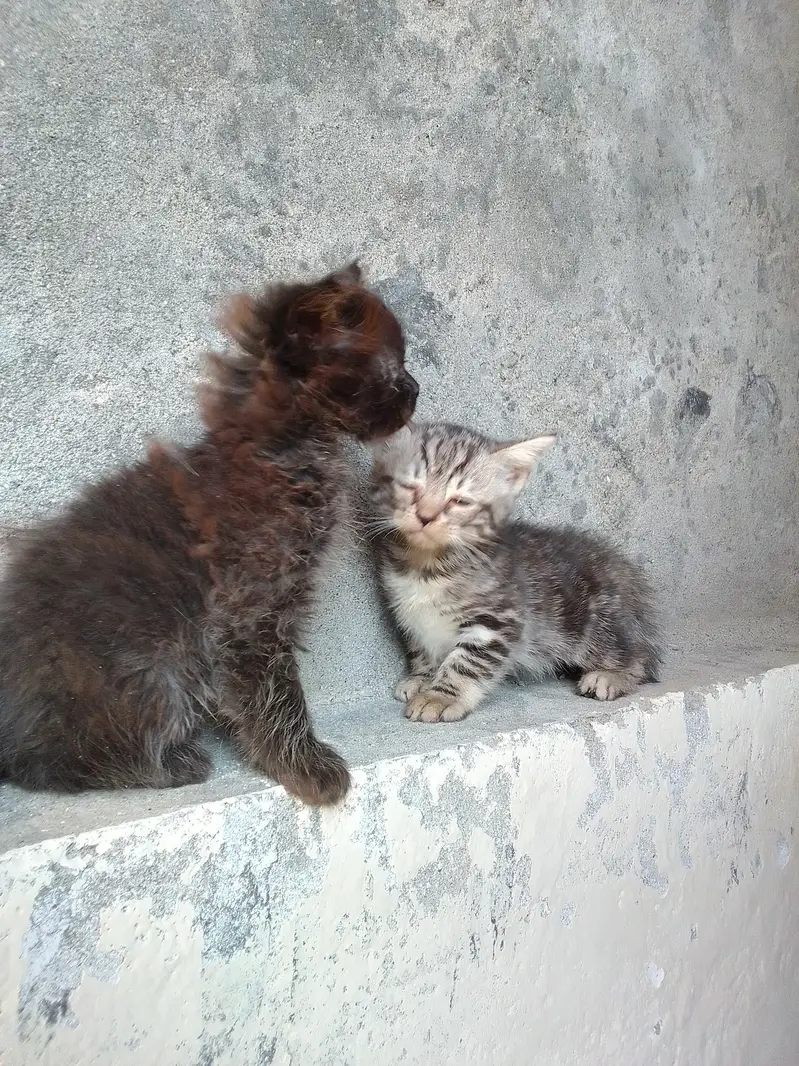 PERSIAN KITTENS DOUBLE COATED — photo 6