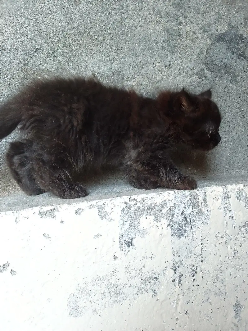 PERSIAN KITTENS DOUBLE COATED — photo 7