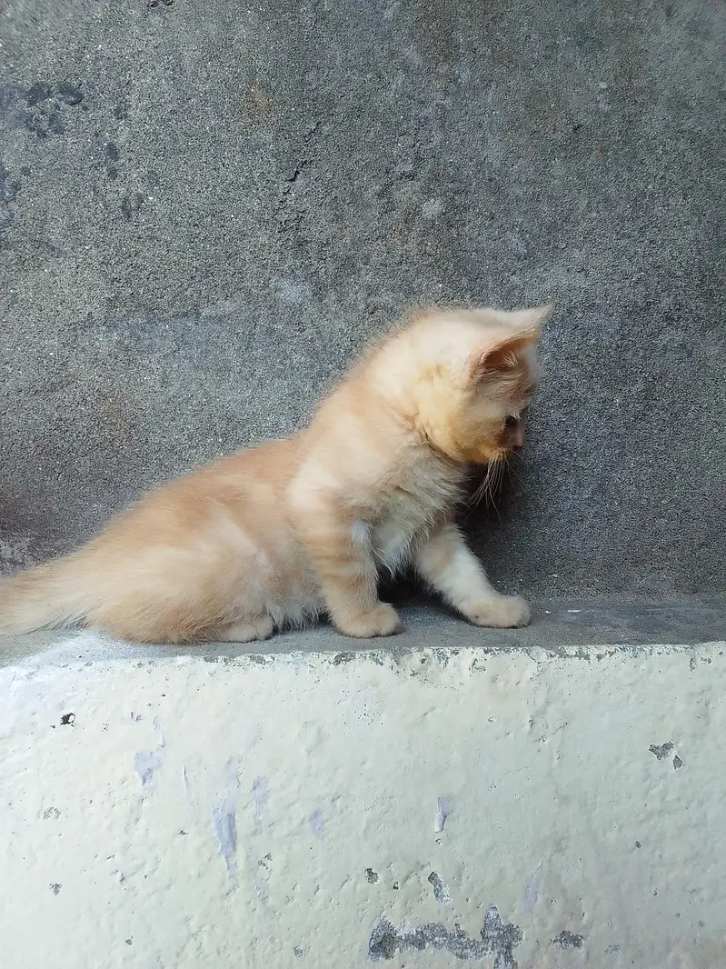 PERSIAN KITTENS DOUBLE COATED — photo 8