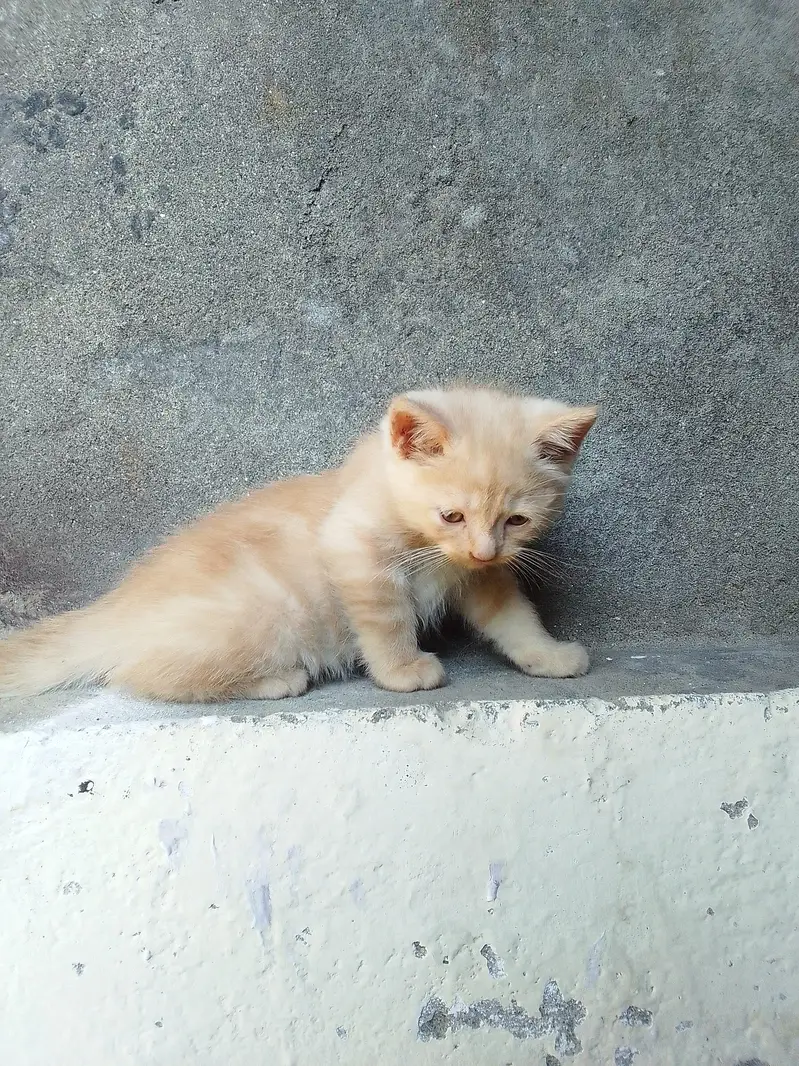PERSIAN KITTENS DOUBLE COATED — photo 9