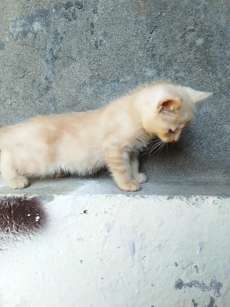 PERSIAN KITTENS DOUBLE COATED — photo 10