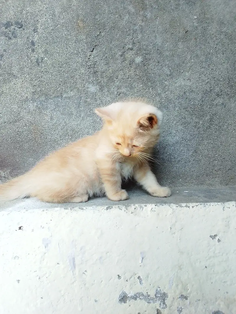 PERSIAN KITTENS DOUBLE COATED — photo 11