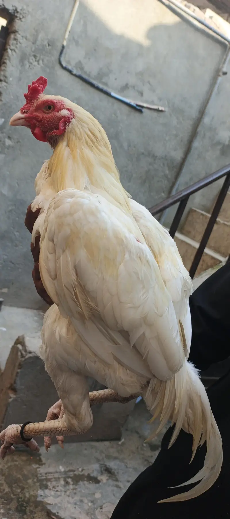 paper white hera aseel — photo 10