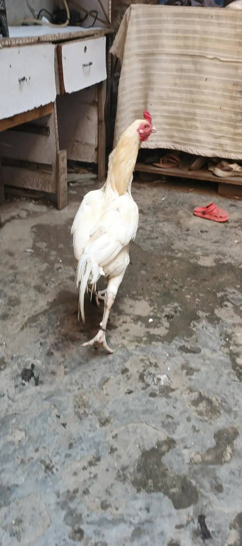 paper white hera aseel — photo 12