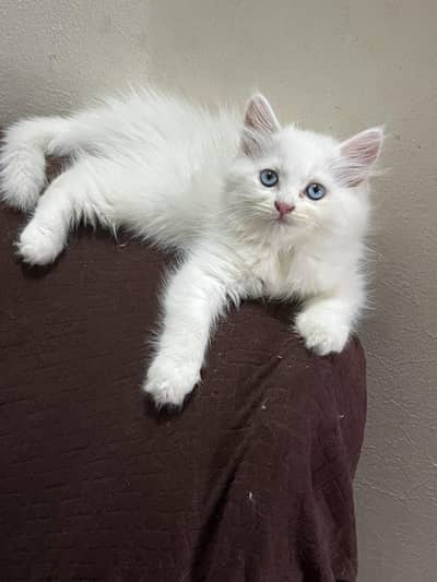 kittens pair triple coat perisan