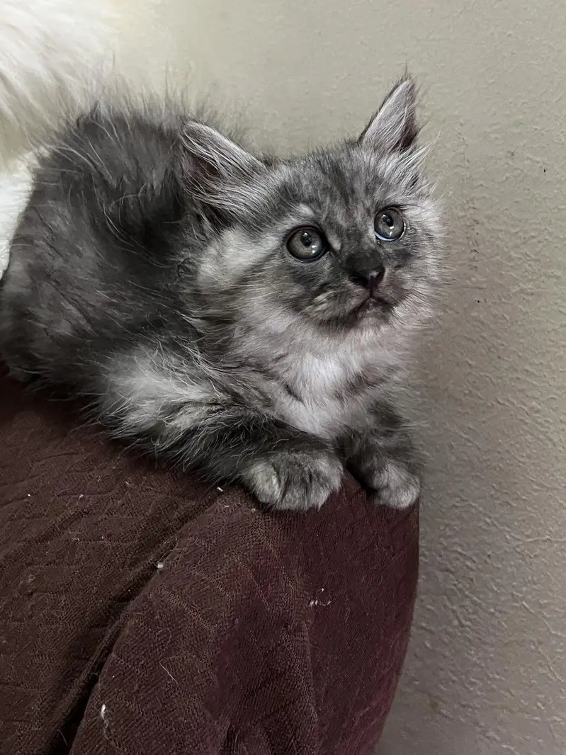 kittens pair triple coat perisan — photo 2