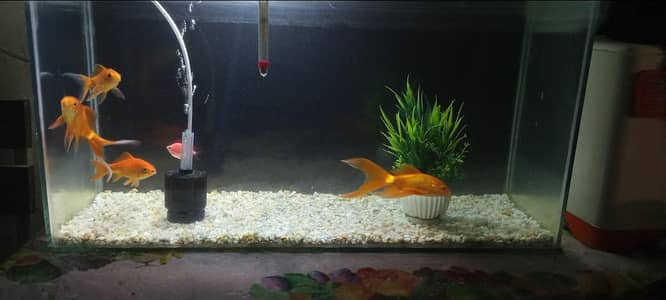 Aquarium and Fishes with Complete Setup