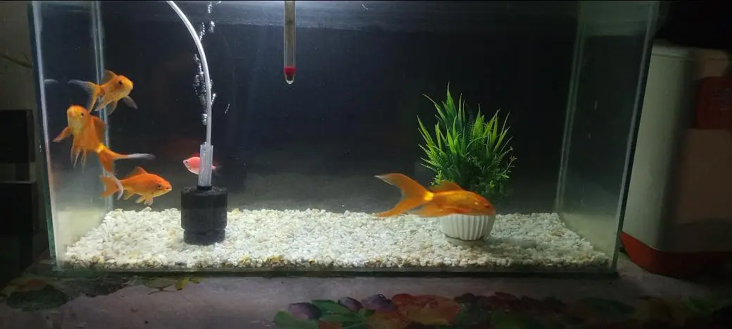 Aquarium and Fishes with Complete Setup