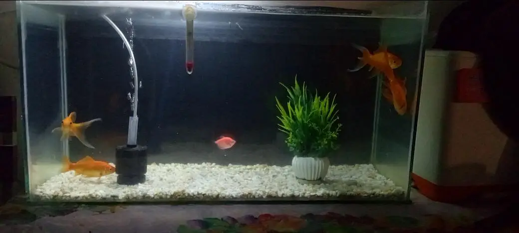 Aquarium and Fishes with Complete Setup — photo 2