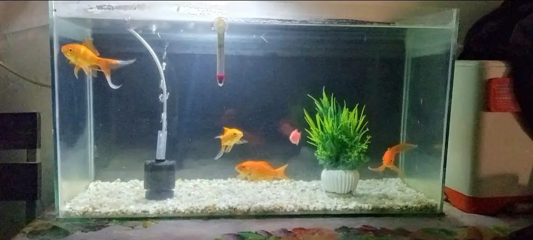 Aquarium and Fishes with Complete Setup — photo 3