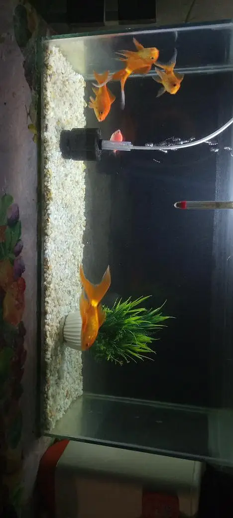 Aquarium and Fishes with Complete Setup — photo 4