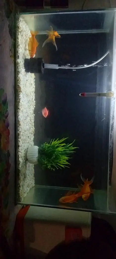Aquarium and Fishes with Complete Setup — photo 5