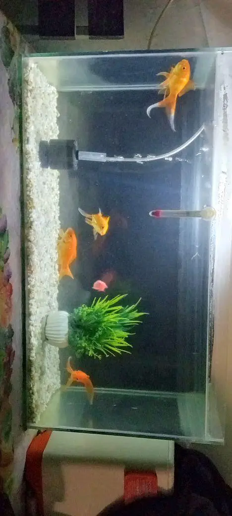 Aquarium and Fishes with Complete Setup — photo 6