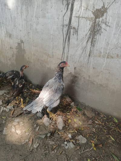 aseel saletti murgi 6 aseel pathay for sale