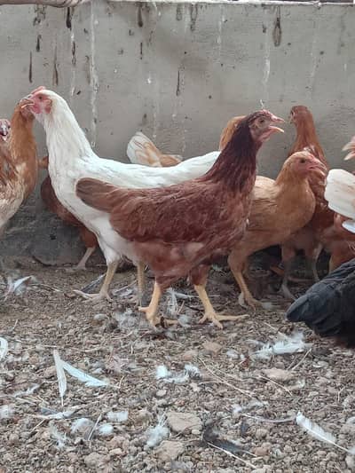 hens for sell