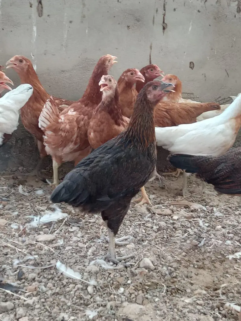 hens for sell — photo 2