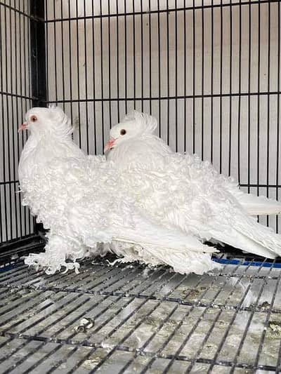 Frill back breeder pairs available
