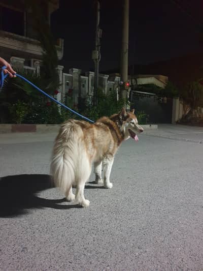 pure white k9 siberian & female Melamute huskie pair For SALE