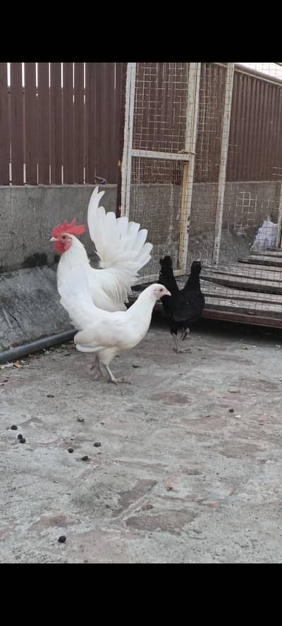 Fancy  Japanese White pair and black female trio set