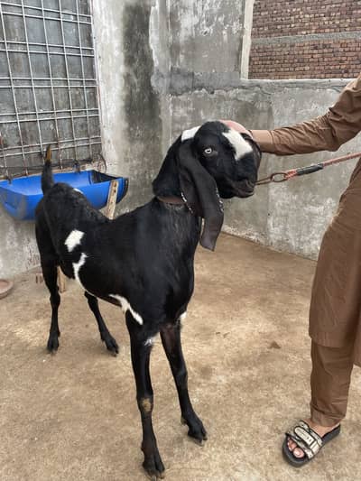 Male black and white colour