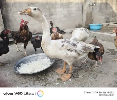big ducks for sale