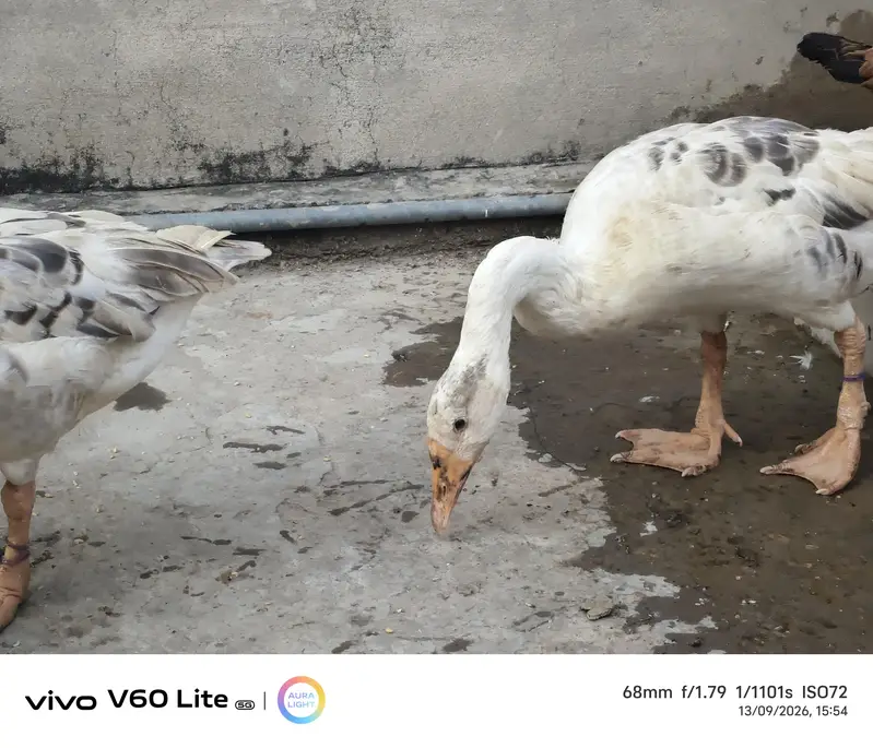 big ducks for sale — photo 2