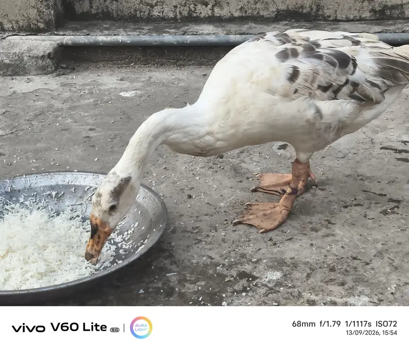 big ducks for sale — photo 4