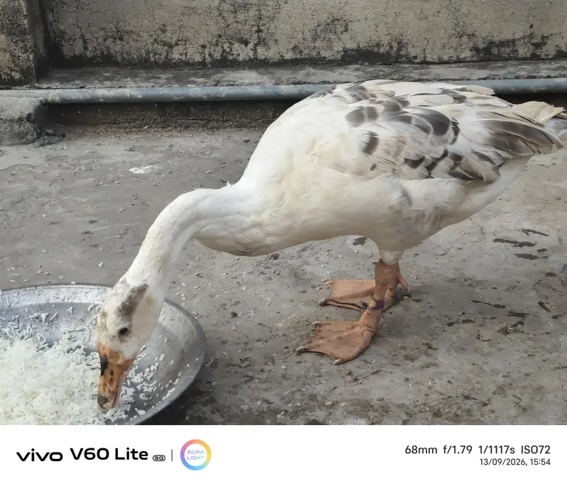 big ducks for sale — photo 5