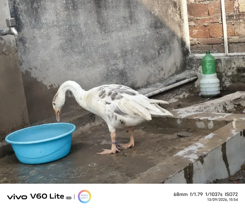 big ducks for sale — photo 8