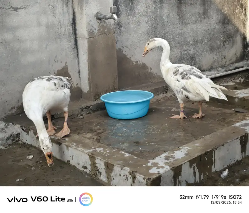 big ducks for sale — photo 9