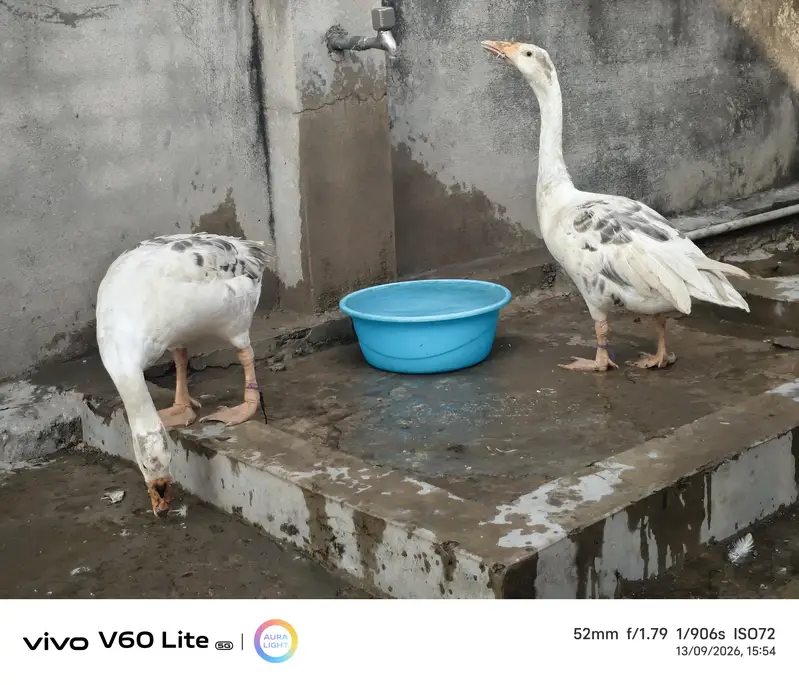 big ducks for sale — photo 10