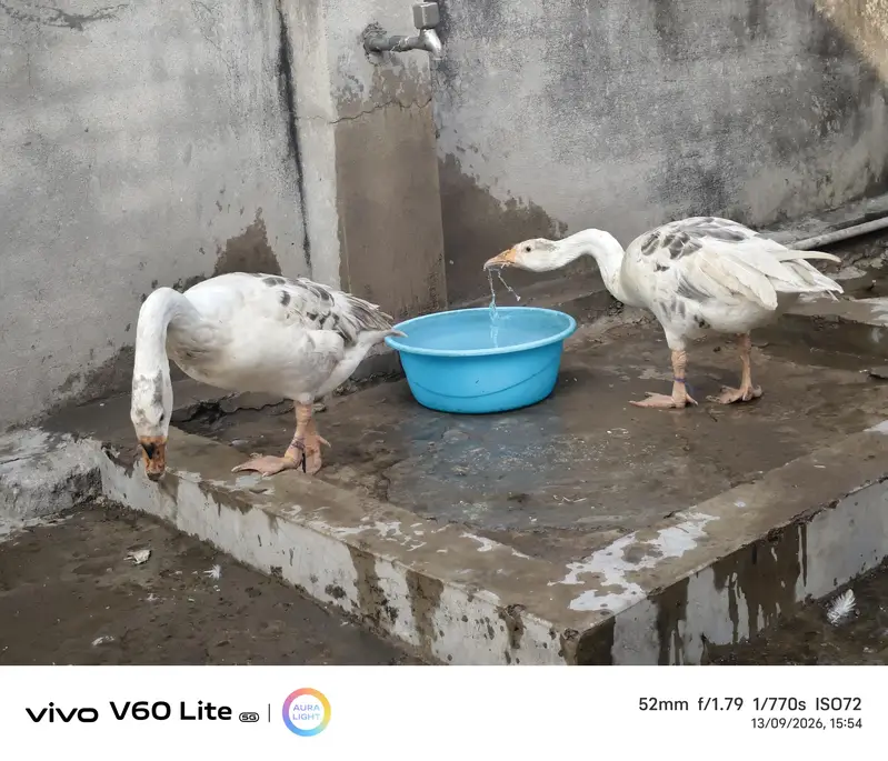 big ducks for sale — photo 11