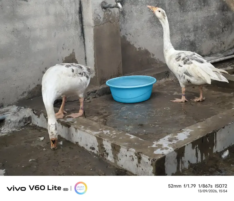 big ducks for sale — photo 12