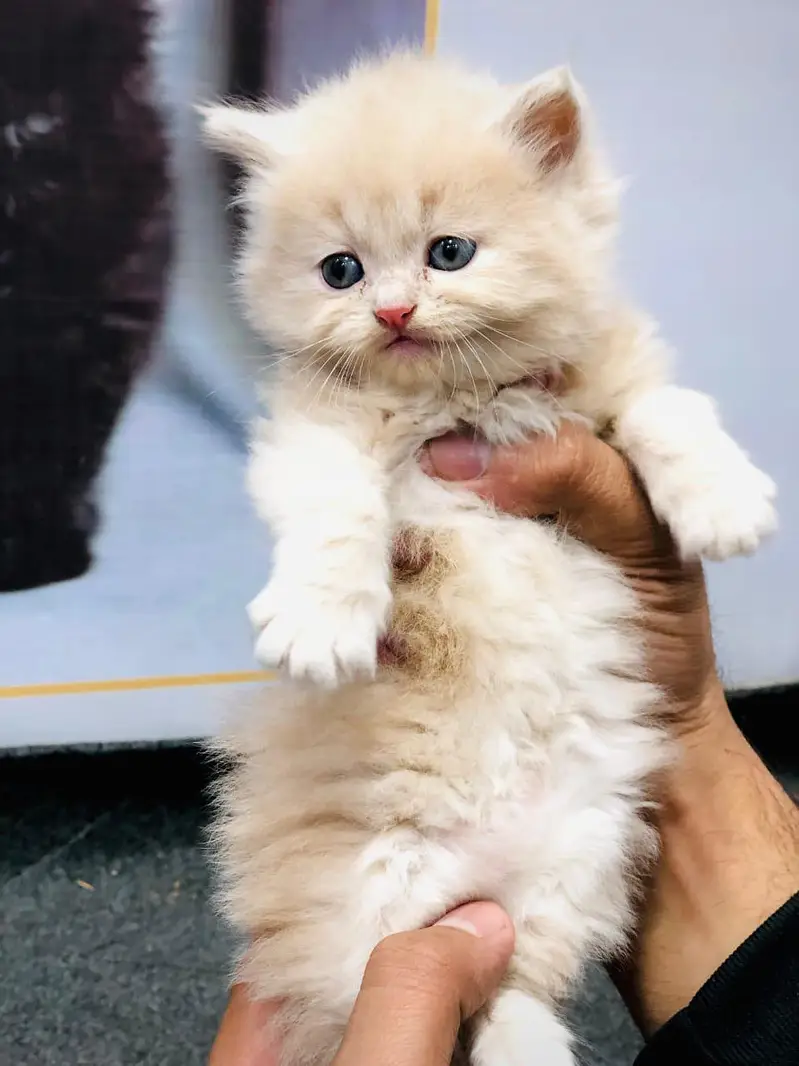 Cash on delivery persian cats & Kittens Available- Healthy & Playfull — photo 2