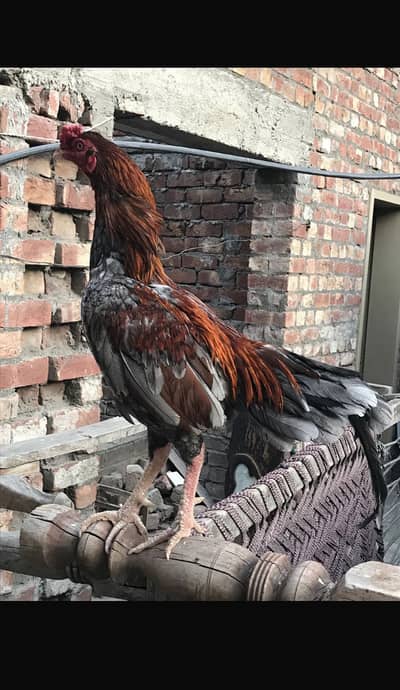 Breeder Aseel murgha