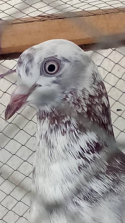 Pigeons for sale, one Pair