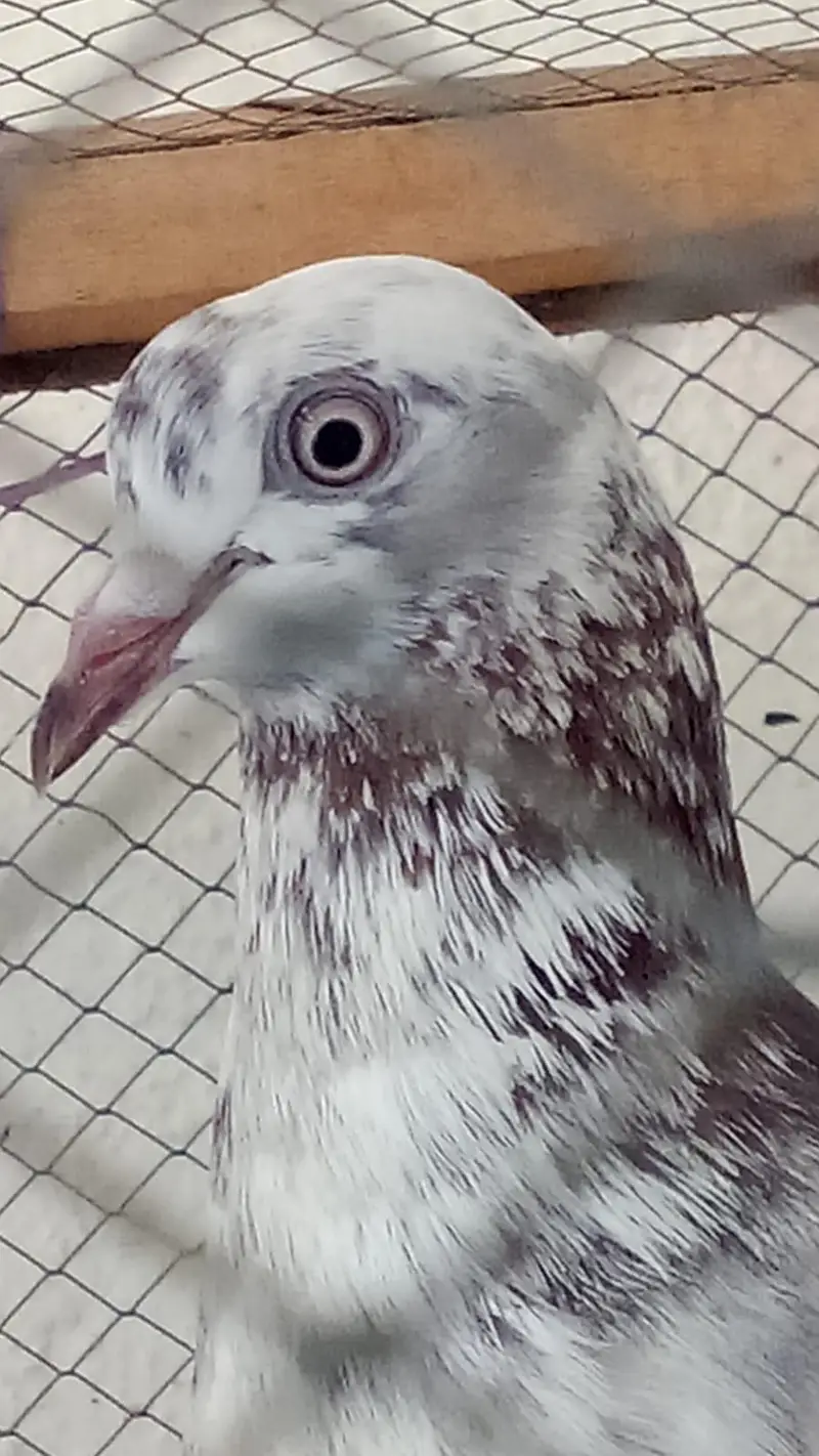 Pigeons for sale, one Pair
