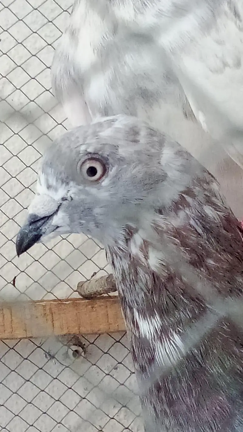 Pigeons for sale, one Pair — photo 2