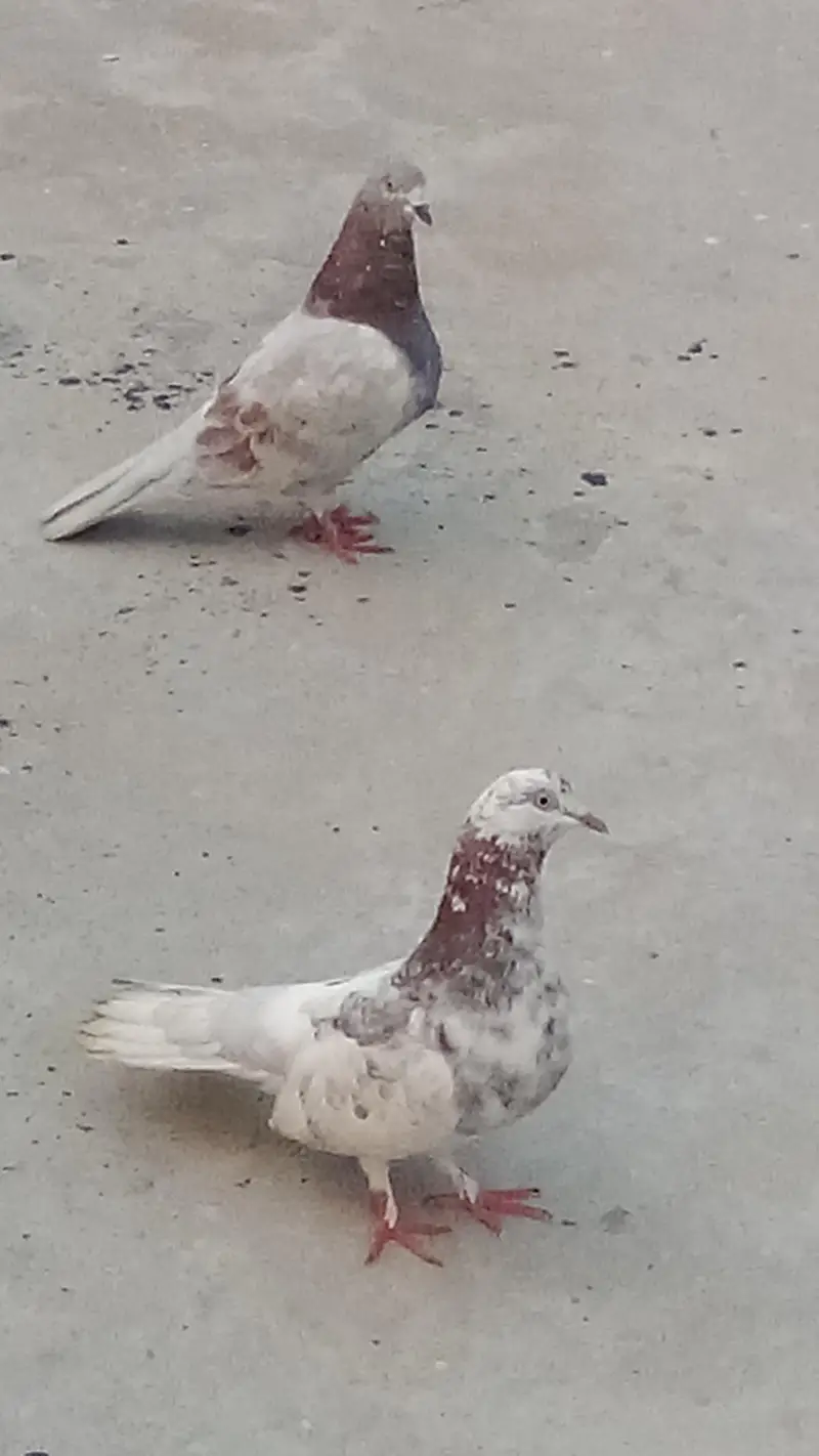 Pigeons for sale, one Pair — photo 3
