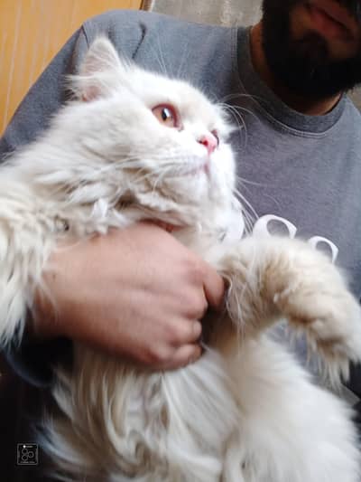 Persian Odd Eyes Male For Stud / Cross