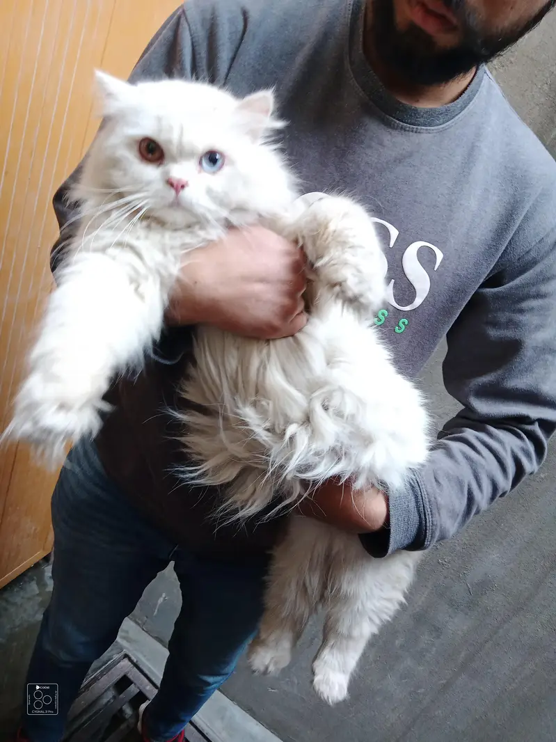 Persian Odd Eyes Male For Stud / Cross — photo 2