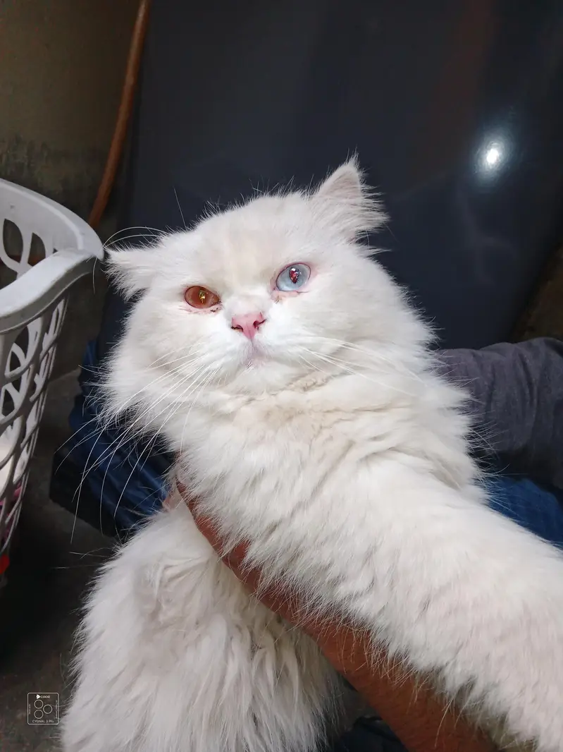 Persian Odd Eyes Male For Stud / Cross — photo 3