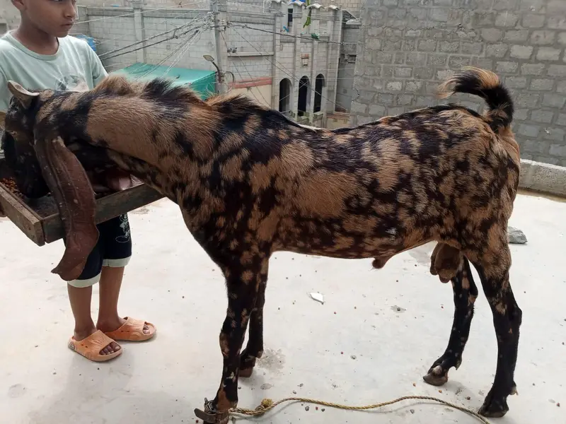 bakra — photo 3
