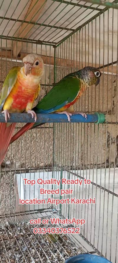 Top Quality Colorfull Conure ready to breed pair 03340376522