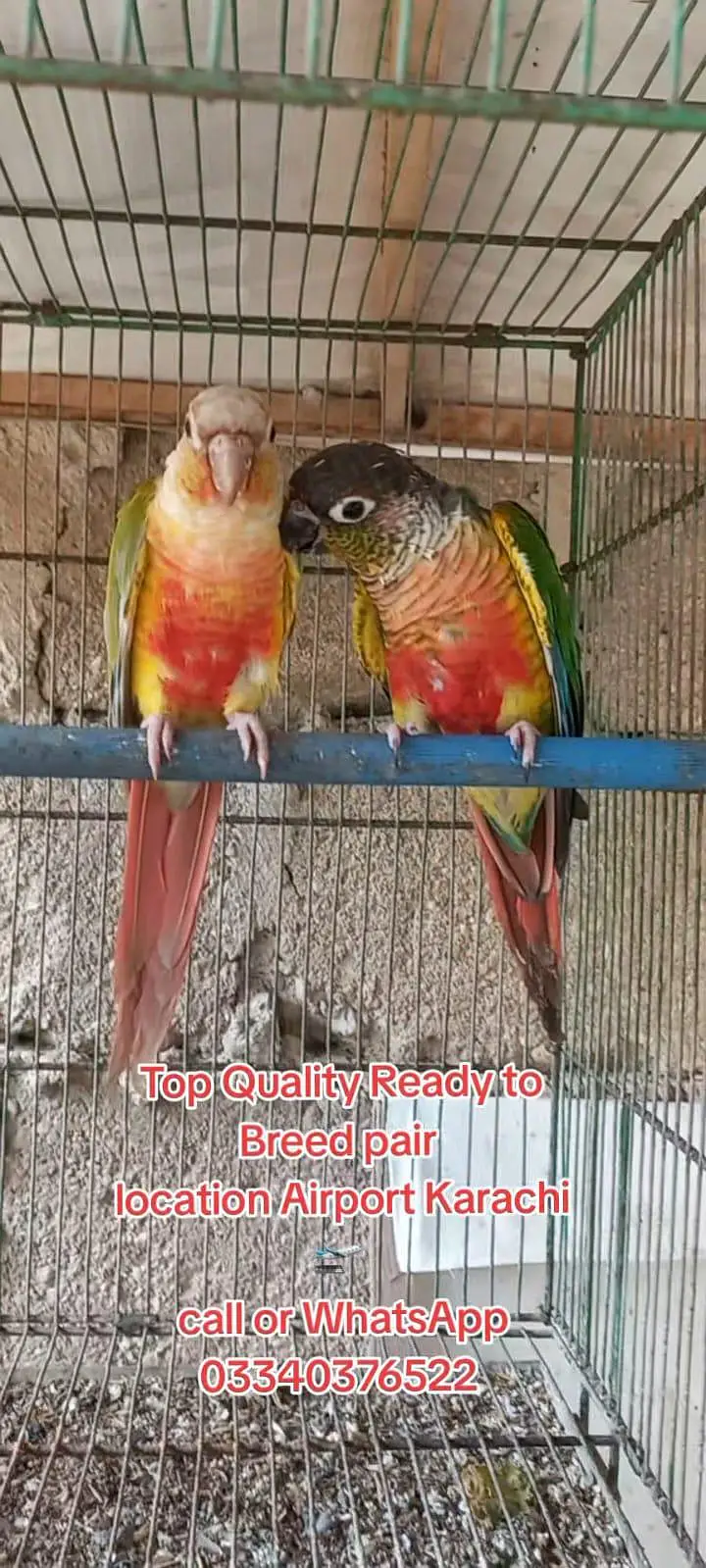 Top Quality Colorfull Conure ready to breed pair 03340376522 — photo 2