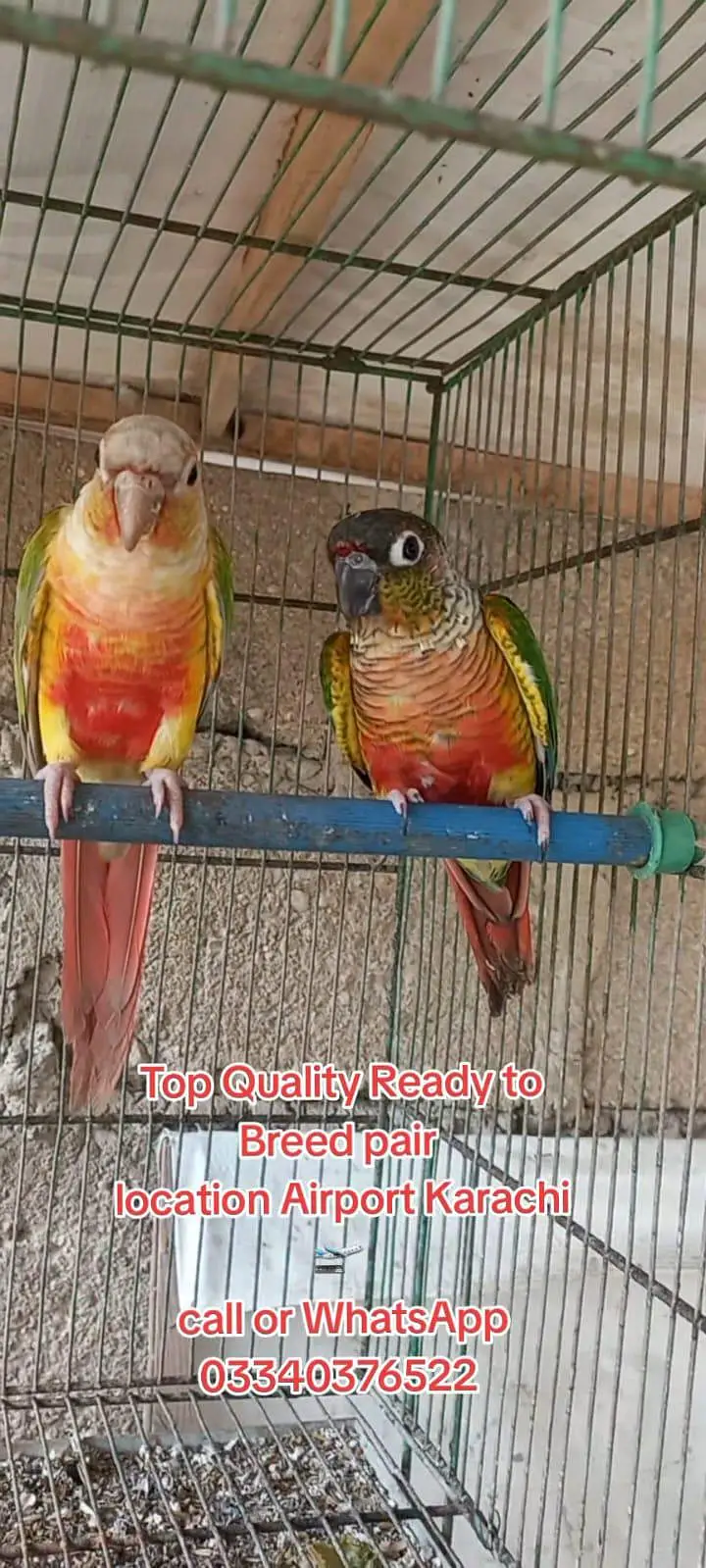 Top Quality Colorfull Conure ready to breed pair 03340376522 — photo 3