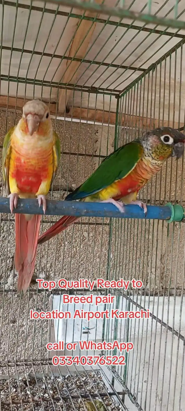 Top Quality Colorfull Conure ready to breed pair 03340376522 — photo 4
