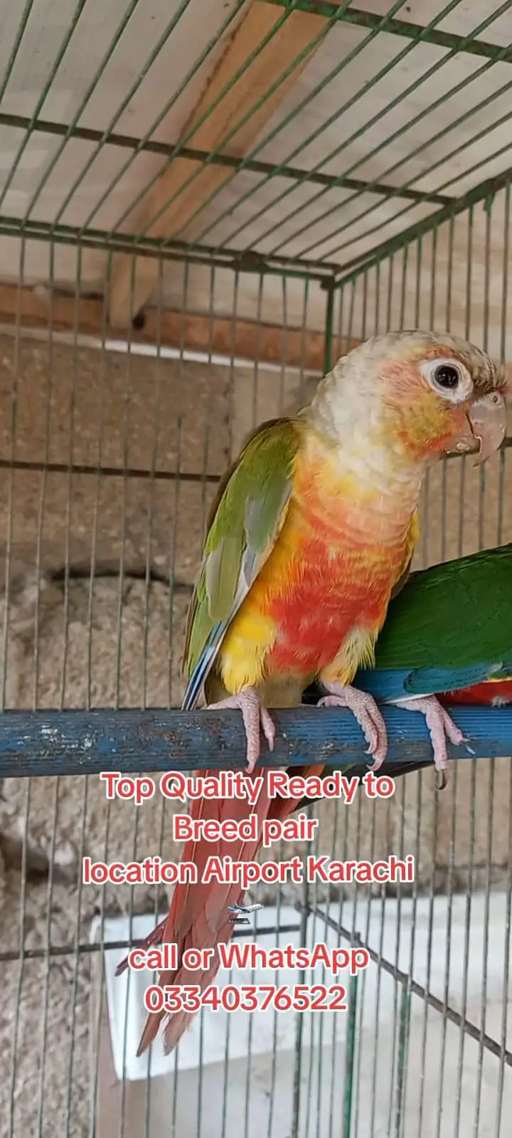 Top Quality Colorfull Conure ready to breed pair 03340376522 — photo 5